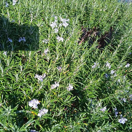 With Parking Space Pirovac, Sibenik - 15320 Apartman *